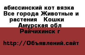 абиссинский кот вязка - Все города Животные и растения » Кошки   . Амурская обл.,Райчихинск г.